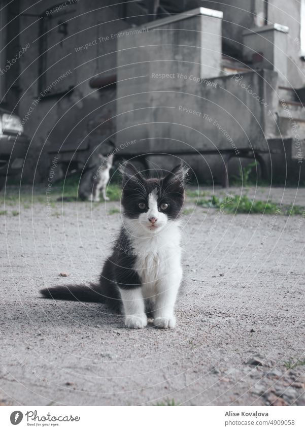 verirrte Katze Straße Straßenkatzen wild Tier fluffig schwarzes und weißes Fell flauschiges Fell Blick in die Kamera Sitzen neugierig Langhaarige Katze