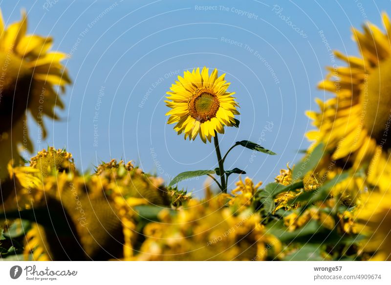 Einzelne herausragende Sonnenblume inmitten eines Feldes kleinerer Sonnenblumen Sonnenblumenfeld Sommer gelb Außenaufnahme Blüte Nutzpflanze Landschaft Farbfoto