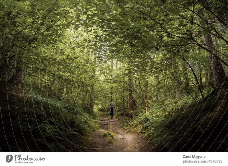 Mann geht durch den Wald Nicht-urbane Szene ruhige Umgebung Wachstum Waldgebiet Zauberei u. Magie magischer Realismus wandern Abenteuer Fotografie im Freien