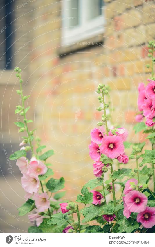 Stockrosen - Malve vor einer Hauswand malve rosa Vorgarten wachsen Sommer schön Blüte blühen Blumen