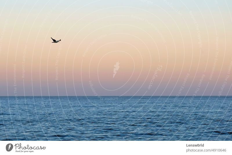 Schöner Himmel über dem Meer bei Sonnenuntergang oder Sonnenaufgang Hintergrund Strand schön Vogel blau Küste Horizont Natur orange MEER Meereslandschaft Wasser
