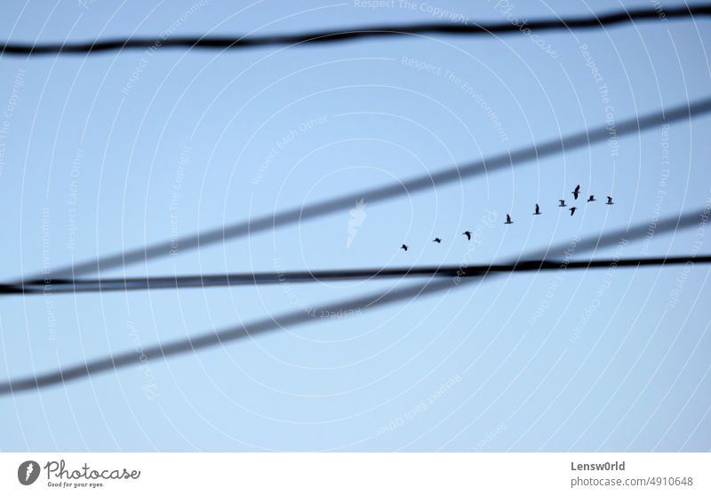 Ein Vogelschwarm fliegt scheinbar durch elektrische Kabel Vögel blau Elektrisches Kabel Schwarm fliegen Freiheit Abend Abenddämmerung