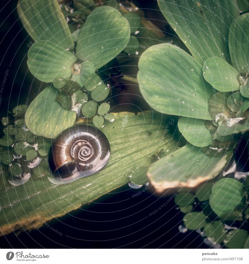 schwimm | pflanze Natur Urelemente Wasser Schwimmpflanze Teich Haus Schnecke 1 Tier Zeichen ästhetisch entdecken Wellness Nautilus Im Wasser treiben nass