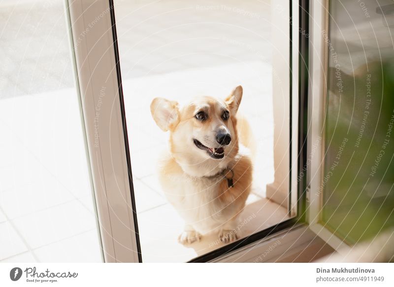 Corgi-Hund, der von der Straße oder Terrasse in die Wohnung geht. Welsh Corgi Pembroke Hund geht in die Wohnung züchten heimwärts Haustier Hündchen Menschen