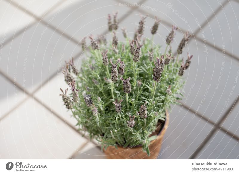 Lavendel in einem Topf auf der Terrasse der Wohnung. Wohnkultur und Innenarchitektur. Duftende aromatische Pflanze. Bienenfreundliche Pflanzen. Wachsende Kräuter zu Hause. Kräutergarten auf der Terrasse des Hauses.