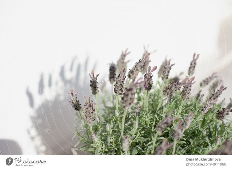 Lavendel in Nahaufnahme in einem Topf auf der Terrasse in der Wohnung. Wohnkultur und Innenarchitektur. Duftende aromatische Pflanze. Bienenfreundliche Pflanzen. Wachsende Kräuter zu Hause. Kräutergarten auf der Terrasse des Hauses.