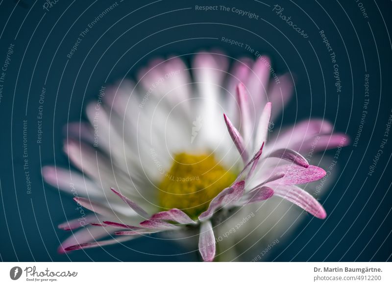 Wildform von Bellis perennis, Blütenstand, vulgo das Gänseblümchen blühen blühend Gegenlicht Nahaufnahme ausdauernd Staude Frühjahrsblüher Asteraceae