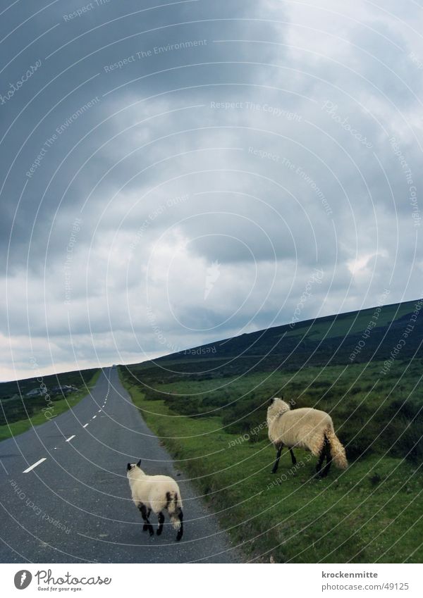 verlorene schafe Schaf Wolken Lamm Wiese England Moor 2 Straßenrand wandern verlieren Gegenverkehr Fell Horizont Regen Asphalt Tier Linksverkehr Geisterfahrer