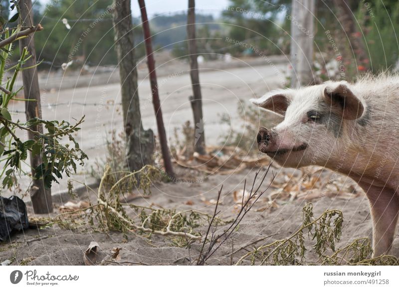 Schweinebestand Natur Sand Tier Nutztier 1 Glück lecker natürlich Originalität klug wild Farbfoto Außenaufnahme Menschenleer Zentralperspektive Wegsehen