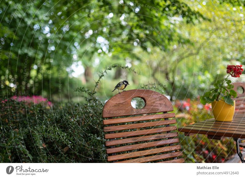 Vogel sitzt im Garten auf einem Holzstuhl Vögel Natur Tier Menschenleer Wildtier Farbfoto Außenaufnahme Tierporträt Feder Singvögel Blumentopf Grünpflanze grün