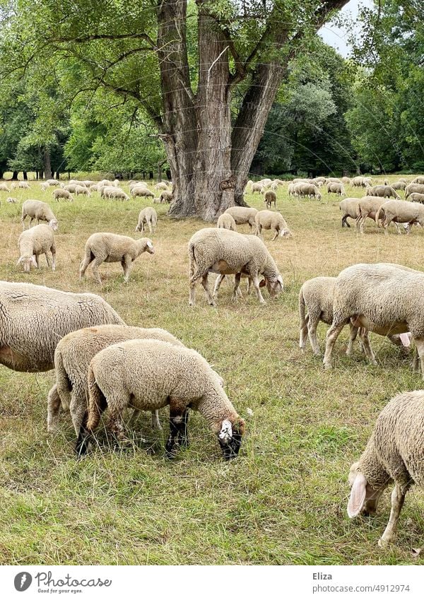 Eine Schafherde grast auf der Wiese Schafe grasen Herde Schafswolle Nutztier Tiergruppe Natur draußen grün Menschenleer