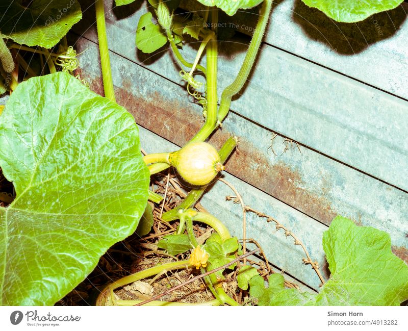 Gemüseanbau Anbau von Gemüse Selbstversorgung Gartenarbeit Lebensmittel Autarkie Gewächshaus grün Gartenbau urban organisch nachhaltig Blütezeit Lebensgrundlage