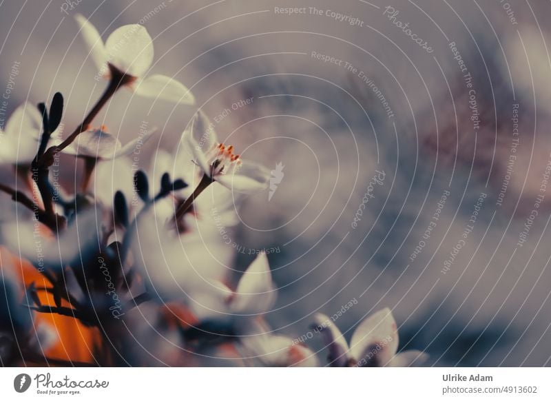 Wachsblume ( Chamelaucium uncinatum ) Schwache Tiefenschärfe Hintergrund neutral Unschärfe Freisteller Textfreiraum oben Textfreiraum rechts Makroaufnahme