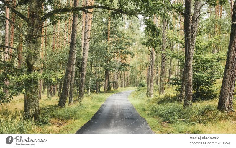 Asphalt-Weg in einem Wald, Sommer-Natur-Reise-Konzept, Farbe Tonung angewendet. Straße Ausflug Abenteuer getönt gefiltert retro Baum Wälder im Freien Landschaft