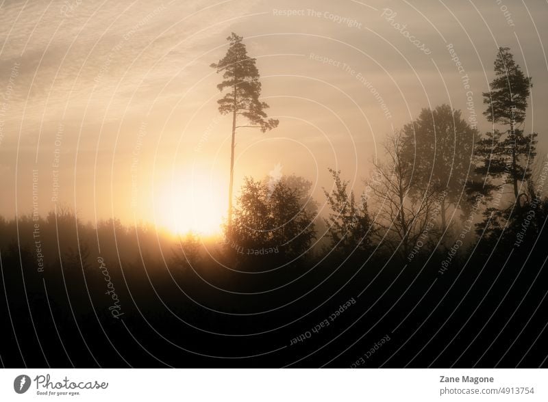 Nebliger Sonnenaufgang Landschaft - Landschaft Nebel Phantasie verträumt magisch magischer Realismus Textfreiraum reisen ländlich Windstille Baum natürlich