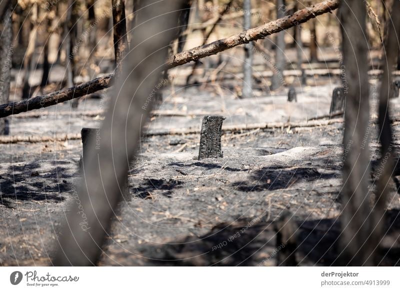 Wald nach einem Brand in Brandenburg I Riss Wüste Dürre Wetter Erwärmung Oberfläche Sommer heiß braun Boden Muster Menschenleer Außenaufnahme trocken Erde Klima