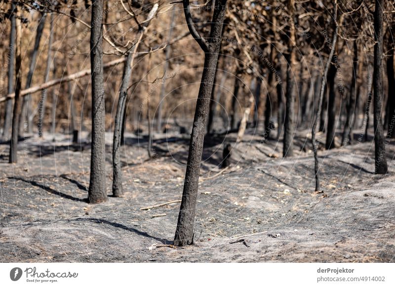 Wald nach einem Brand in Brandenburg V Riss Wüste Dürre Wetter Erwärmung Oberfläche Sommer heiß braun Boden Muster Menschenleer Außenaufnahme trocken Erde Klima