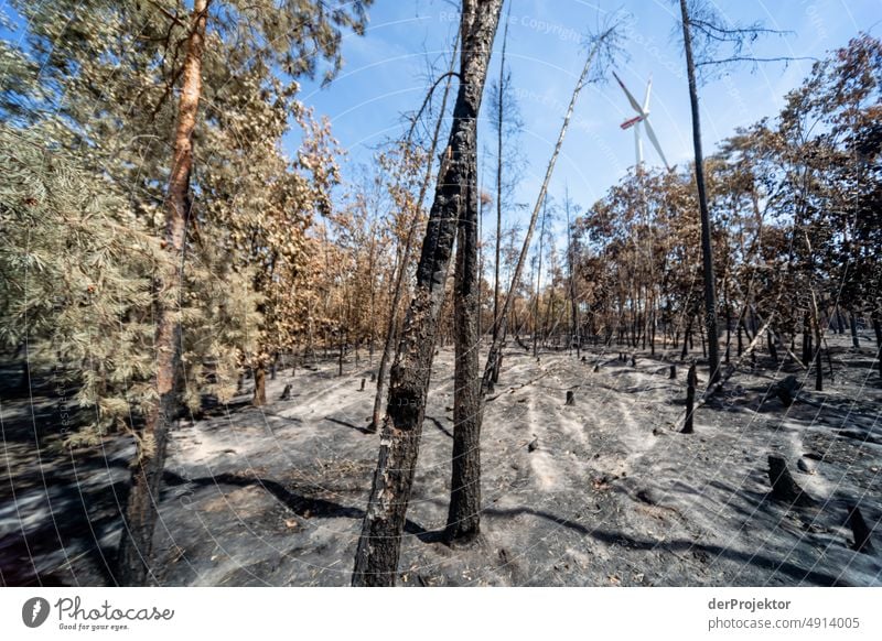 Wald nach einem Brand in Brandenburg VII Riss Wüste Dürre Wetter Erwärmung Oberfläche Sommer heiß braun Boden Muster Menschenleer Außenaufnahme trocken Erde