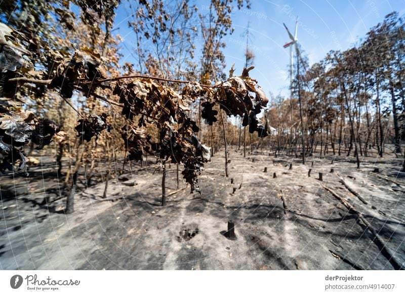 Wald nach einem Brand in Brandenburg IX Riss Wüste Dürre Wetter Erwärmung Oberfläche Sommer heiß braun Boden Muster Menschenleer Außenaufnahme trocken Erde