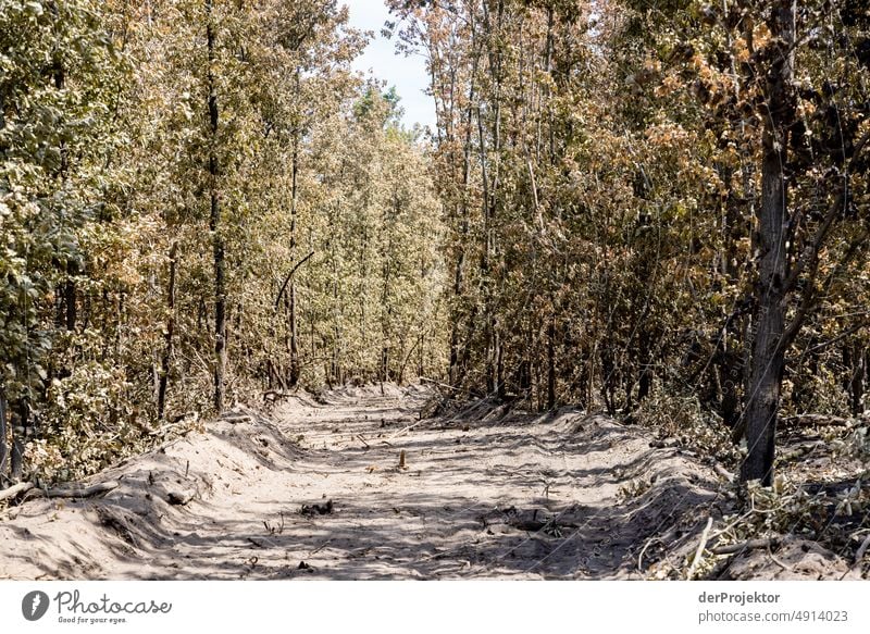 Wald nach einem Brand in Brandenburg XII Riss Wüste Dürre Wetter Erwärmung Oberfläche Sommer heiß braun Boden Muster Menschenleer Außenaufnahme trocken Erde