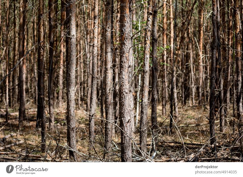 Monokulturen: Ausgetrockneter Wald in Brandenburg Riss Wüste Dürre Wetter Erwärmung Oberfläche Sommer heiß braun Boden Muster Menschenleer Außenaufnahme trocken
