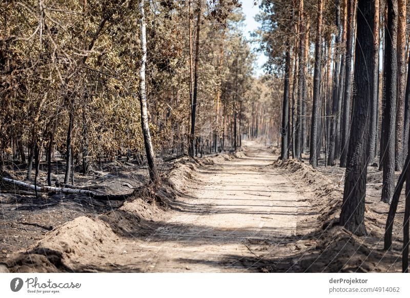 Wald nach einem Brand in Brandenburg IV Riss Wüste Dürre Wetter Erwärmung Oberfläche Sommer heiß braun Boden Muster Menschenleer Außenaufnahme trocken Erde