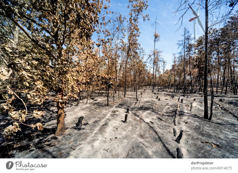 Wald nach einem Brand in Brandenburg II Riss Wüste Dürre Wetter Erwärmung Oberfläche Sommer heiß braun Boden Muster Menschenleer Außenaufnahme trocken Erde
