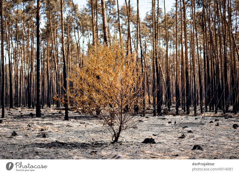 Wald nach einem Brand in Brandenburg VI Riss Wüste Dürre Wetter Erwärmung Oberfläche Sommer heiß braun Boden Muster Menschenleer Außenaufnahme trocken Erde