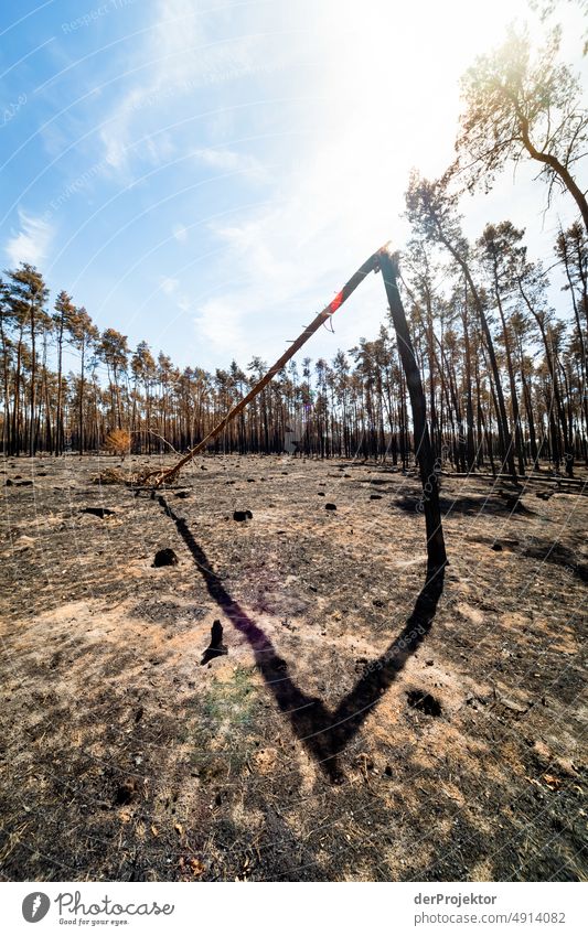 Wald nach einem Brand in Brandenburg VIII Riss Wüste Dürre Wetter Erwärmung Oberfläche Sommer heiß braun Boden Muster Menschenleer Außenaufnahme trocken Erde
