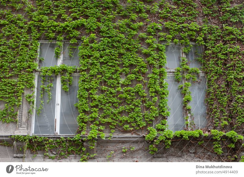 Grüner Efeu an einer Hauswand.  Altes historisches Gebäude mit Fenstern und Wänden bedeckt mit grünem Efeu im Frühling in Europa. Ästhetische grüne Pflanzen auf Architektur. Ökologisches grünes Konzept.