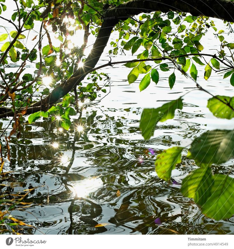 Freundliche Stimmung am Neckar Fluss Wasser Wellen Licht Sonnenlicht Reflexion & Spiegelung Ast Blätter heiter freundlich Natur Tag