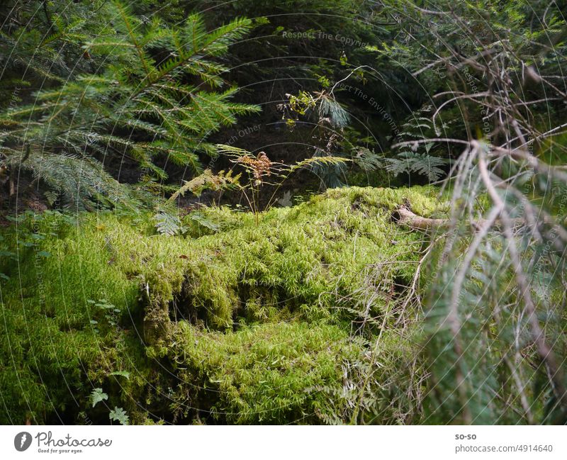 Friedlich verwachsene märchenhafte Wald Gemeinschaft von Pflanzen in Böhmischer Schweiz Böhmiche Schweiz Biotop Märchenwald Ruhe Grüntöne Moos Bäume Natur