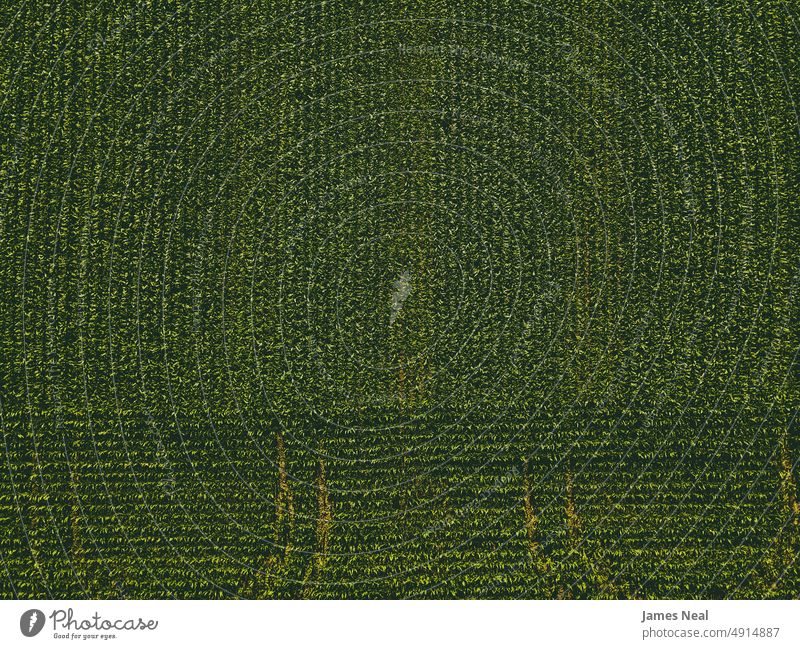 Luftaufnahme der Sommerkulturen in Wisconsin Gras Öko Frühling natürlich Amerikaner Natur Tag Wiese Hintergrund Boden Ackerbau Mais Pflanze Dröhnen Wachstum