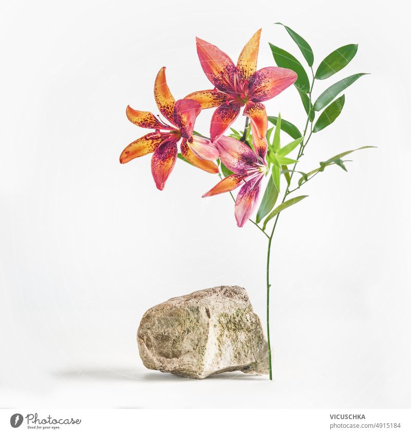 Modernes Produktdisplay mit Stein und schönen Lilienblüten auf weißem Hintergrund. modern Anzeige Lily weißer Hintergrund blumiger Platz neue Produkte