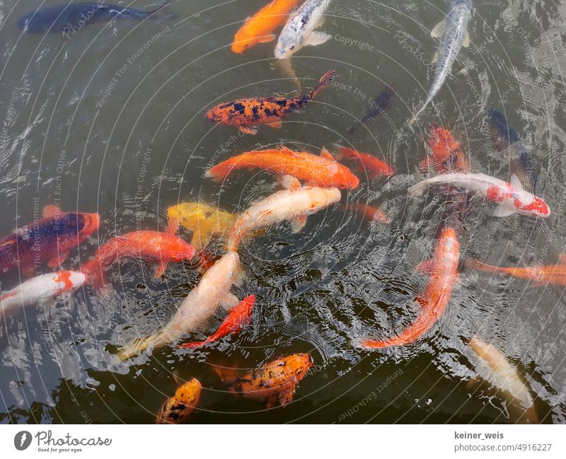 Koi-Karpfen schwimmen im Fischteich Koikarpfen Schwarm Teich Fische Fischschwarm Schwarmintelligenz Gewässer Fischzucht Tier Tierporträt Vogelperspektive Wasser