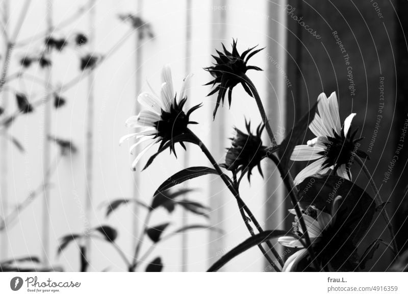 Sonnenhut Blume Natur Blühend Blüte Dachterrasse Fensterscheibe Petersilie Liebstöckel Sommer Sonnenlicht Schatten Kräuter Knospen Balkon Garten