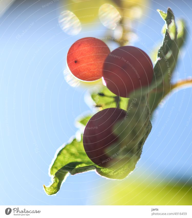 Kleine Weintrauben reif rot gelb grün süß ernte Spätsommer Sonne Sonnenstrahlen Blätter Essen Vitamine Obst Frucht Früchte Reben ernten Erntezeit Gegenlicht