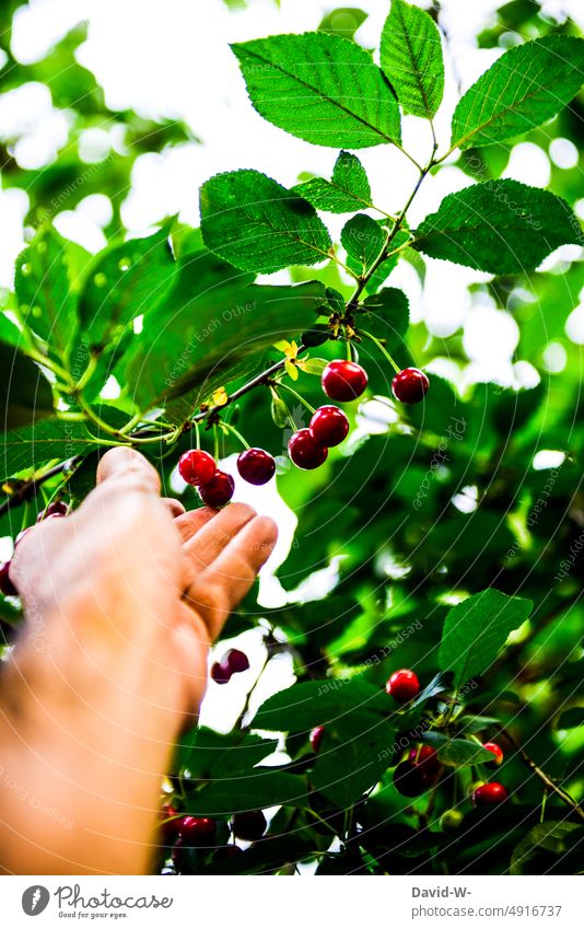 Kirschen pflücken Erntezeit Hand greifen Obstgarten selbstversorger Sommer gesund Süßkirschbaum