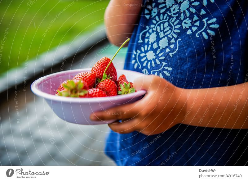 Kind hält eine Schale mit Erdbeeren in den Händen gesund Obst lecker Sommer Erntezeit Gesunde Ernährung vitaminreich fruchtig Früchte Mädchen essen