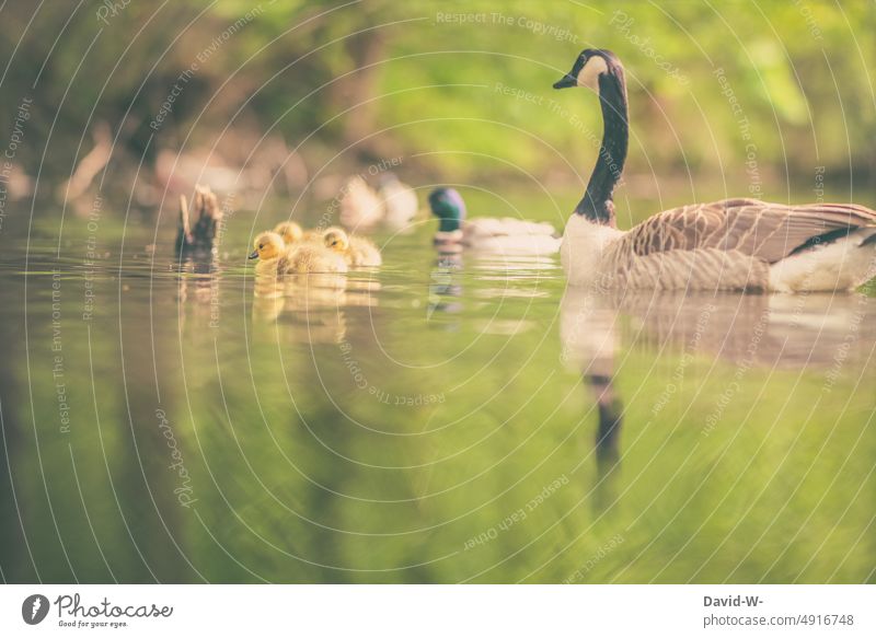 Kanadische Wildgänse - Mutter mit Küken auf dem Wasser Gänseküken Gäse Familie achtsamkeit Sommer schwimmen Fürsorge Tiere niedlich Tierkinder Kanadagans