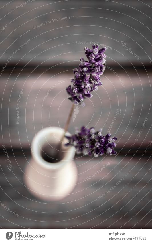 Lavendel Lifestyle Design Wellness Spa Wohnung Pflanze braun grau violett ruhig Farbfoto Gedeckte Farben Außenaufnahme Nahaufnahme Menschenleer Unschärfe