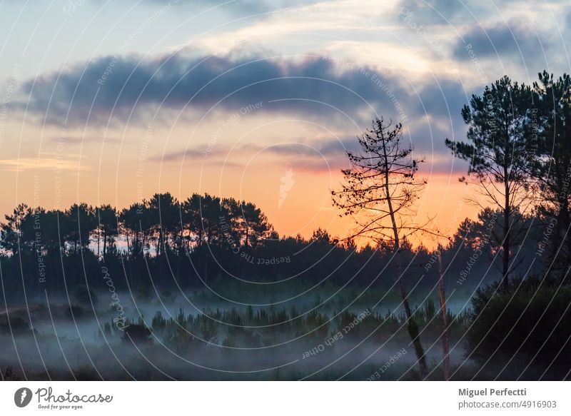 Landschaft eines Waldes in der Morgendämmerung zwischen Nebel und einem dramatischen Himmel. Baum Natur Dunst Umwelt Sonnenaufgang Kiefer Mysterium