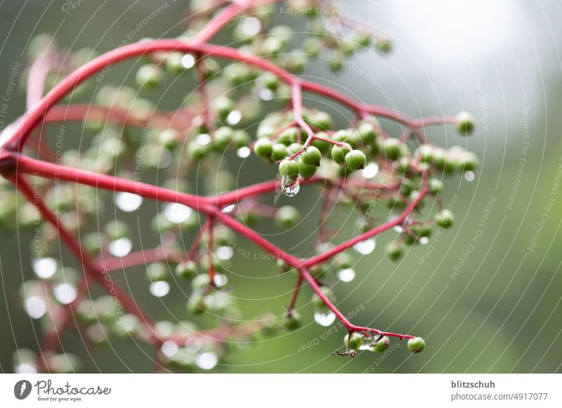 wassertropfen auf pflanze Makroaufnahme grün Pflanze Nahaufnahme feucht Natur Regen Tau Tropfen nass Grünpflanze Sommer Detailaufnahme makrofotografie
