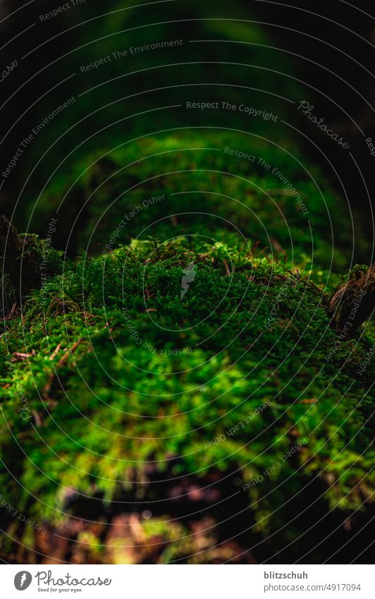 Moos auf Baumstamm natur moos Pflanze Wald grün Waldboden natürlich Nahaufnahme Umwelt Naturerlebnis Farbfoto makro Makroaufnahme makrofotografie