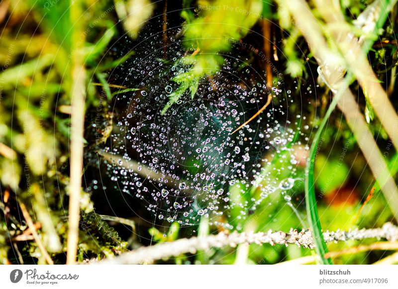 Tautropfen auf einem spinnennetz wasser natur natürlich Wassertropfen Nahaufnahme Makroaufnahme Tropfen Morgen am morgen Detailaufnahme feucht