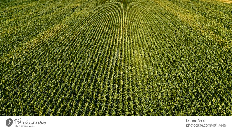 Ein weiter Blick auf ein frisches Maisfeld Gras Frühling natürlich Amerikaner Natur Land Hintergrund Ackerbau Sommer mittelwesten usa Wachstum Wisconsin Umwelt