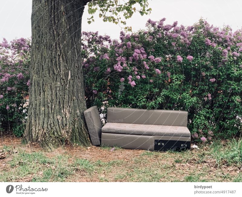 Sofa neben Lindenbaum und Fliederbusch grau hundertjährig kuscheln Fliederblüten fliederfarbig Parkanlage Buschwerk Gebüsch Hecke