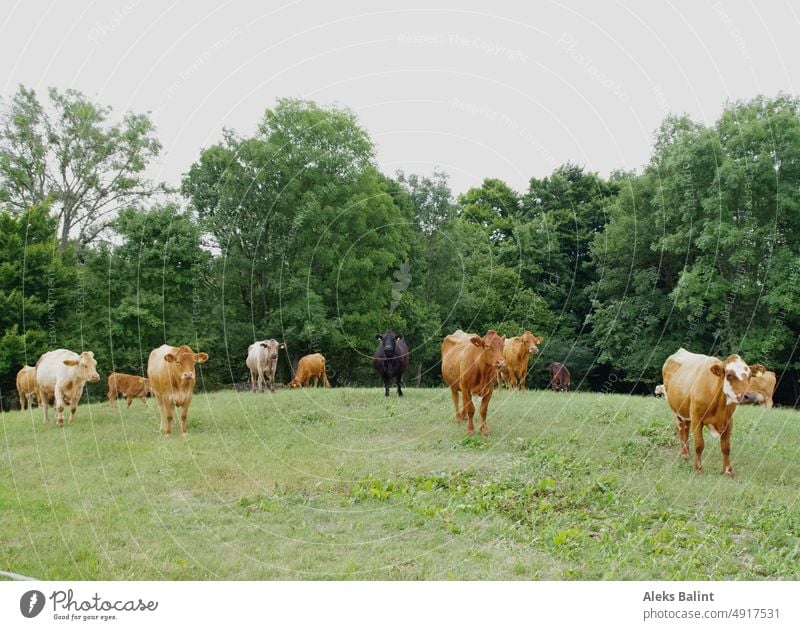 Eine Rinder Herde steht auf einem Hügel vor einem Wald. . Rinderherde Weide Landwirtschaft Kuh Nutztier Wiese Tiergruppe Sommer Farbfoto Außenaufnahme