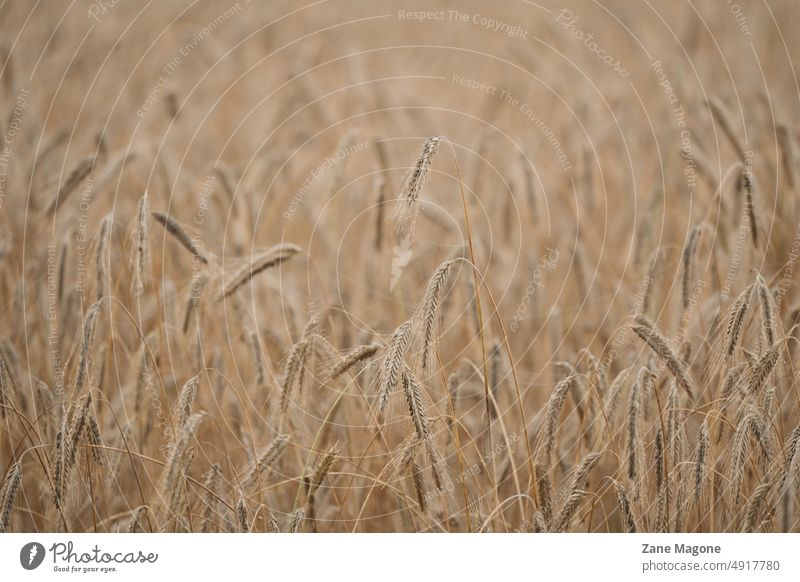 Schwere Weizenähren, die sich an einem Sommermorgen nach unten biegen schwere Weizenähre Nassweizen Weizenfeld Weizenbiegen veldre Weizenproduktion