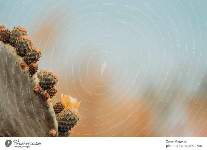 Ästhetischer Hintergrund mit einem blühenden Kaktus Ästhetik ästhetischer Hintergrund Textfreiraum ästhetischer Kaktus südeuropa Texas warm Pastell linksbündig